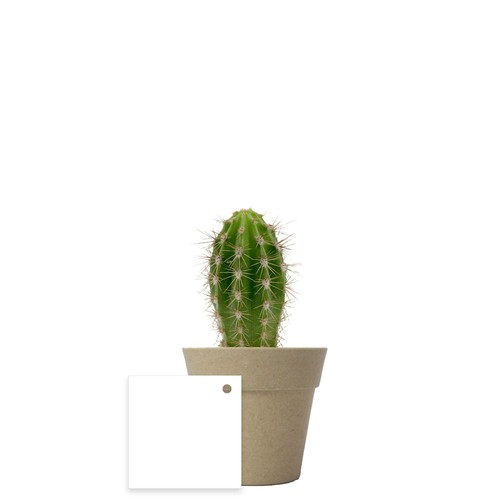 Plante pot bambou Ø7 cm