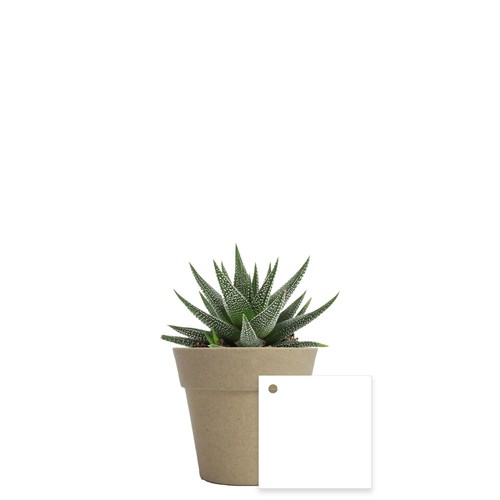 Plante pot bambou Ø7 cm