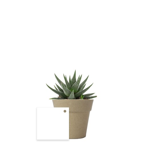 Plante pot bambou Ø7 cm