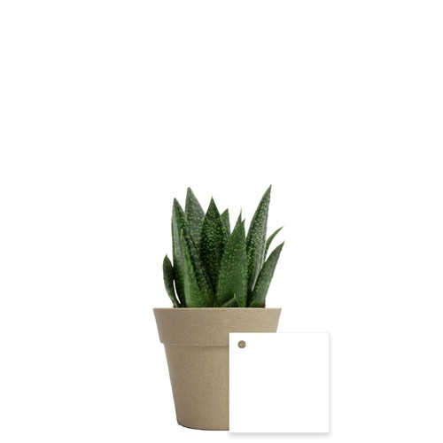 Plante pot bambou Ø7 cm