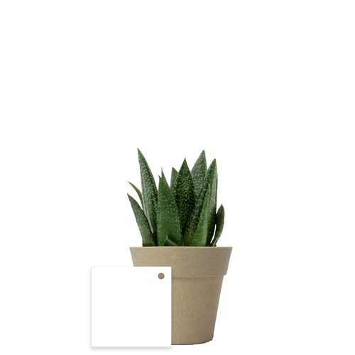Plante pot bambou Ø7 cm