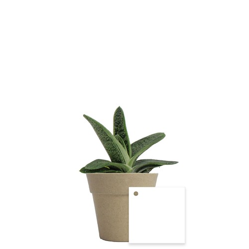 Plante pot bambou Ø7 cm