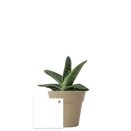 Plante pot bambou Ø7 cm