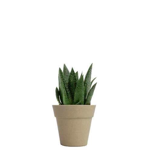 Plante pot bambou Ø7 cm