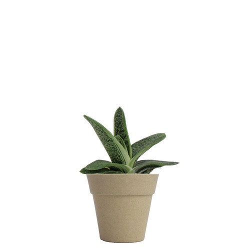 Plante pot bambou Ø7 cm