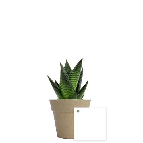 Plante pot bambou Ø7 cm