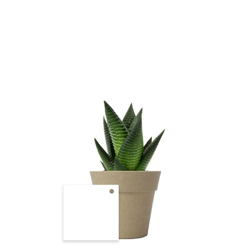 Plante pot bambou Ø7 cm