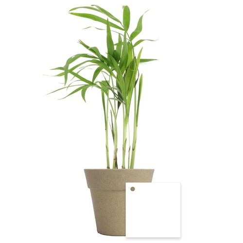 Plante pot bambou Ø7 cm