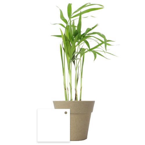 Plante pot bambou Ø7 cm