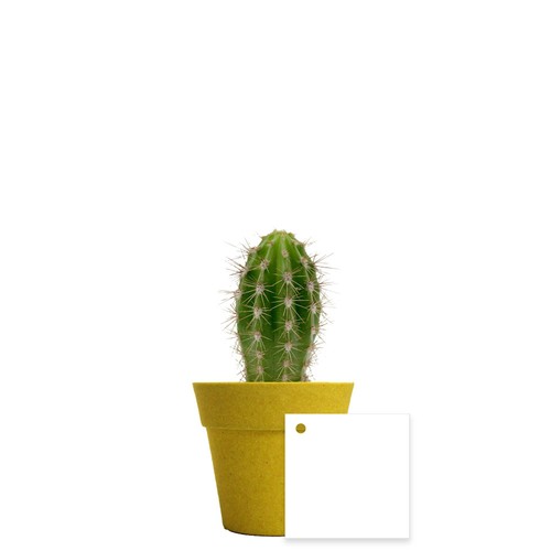 Plante pot bambou Ø7 cm