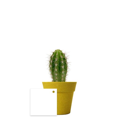 Plante pot bambou Ø7 cm