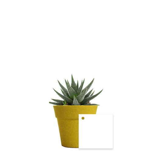 Plante pot bambou Ø7 cm