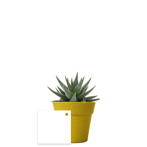 Plante pot bambou Ø7 cm