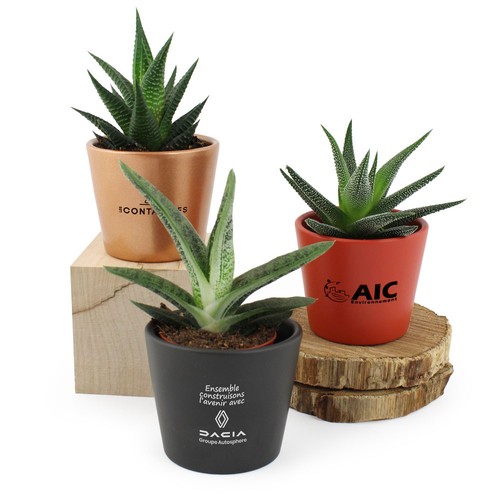 Plante pot céramique Ø7 cm - 2