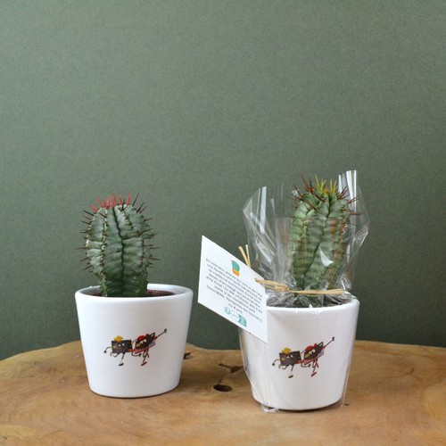 Plante pot céramique Ø7 cm - 3