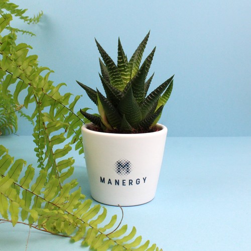 Plante pot céramique Ø7 cm - 1