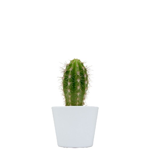 Plante pot céramique Ø7 cm