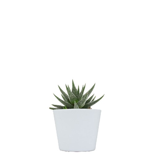 Plante pot céramique Ø7 cm