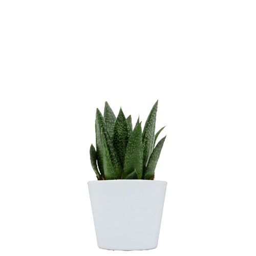 Plante pot céramique Ø7 cm