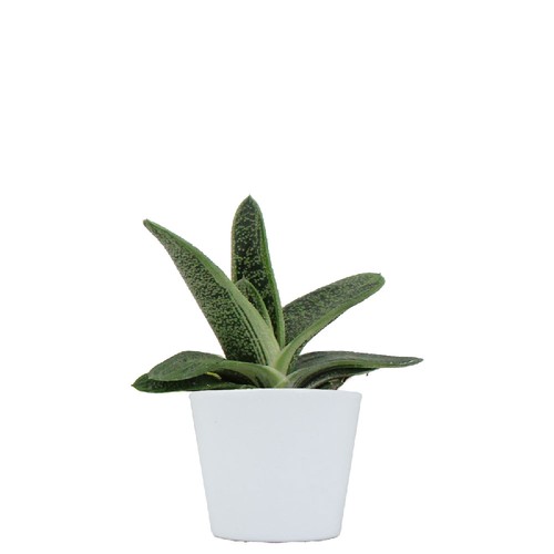 Plante pot céramique Ø7 cm