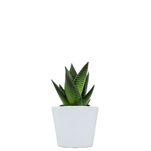 Plante pot céramique Ø7 cm