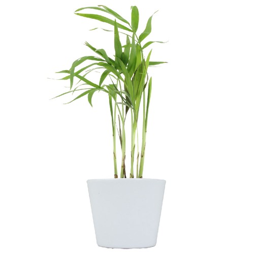 Plante pot céramique Ø7 cm