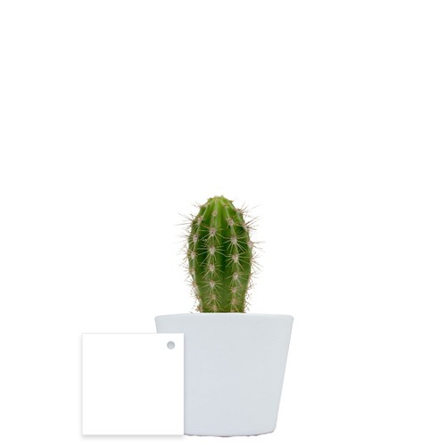 Plante pot céramique Ø7 cm