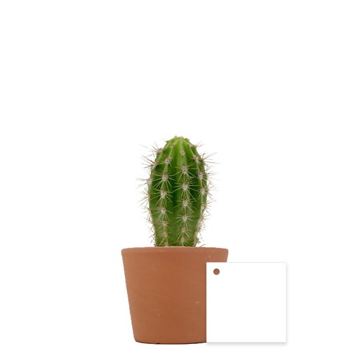 Plante pot céramique Ø7 cm