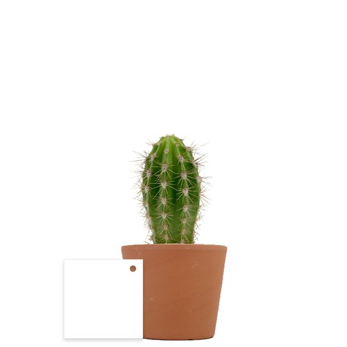 Plante pot céramique Ø7 cm