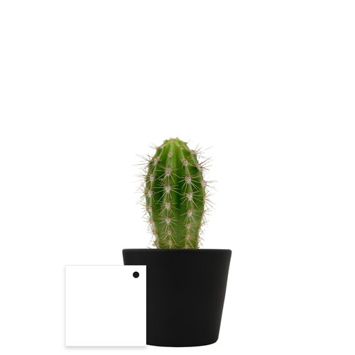 Plante pot céramique Ø7 cm