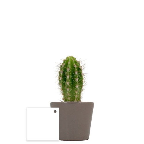 Plante pot céramique Ø7 cm