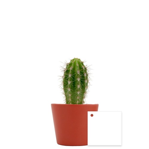 Plante pot céramique Ø7 cm