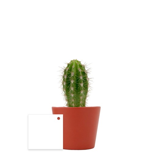Plante pot céramique Ø7 cm