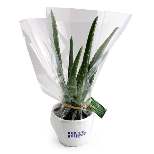 Aloé Vera pot Ø9cm