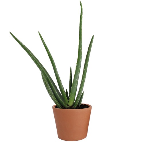 Aloé Vera pot Ø9cm