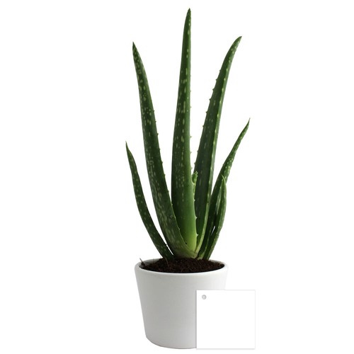 Aloé Vera pot Ø9cm