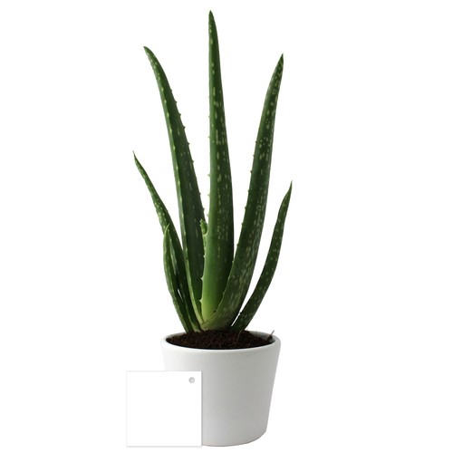 Aloé Vera pot Ø9cm