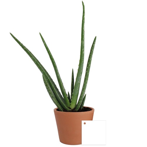 Aloé Vera pot Ø9cm