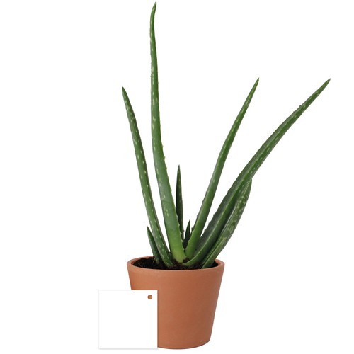Aloé Vera pot Ø9cm