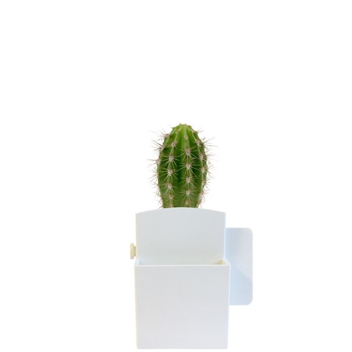 Végétal box plante