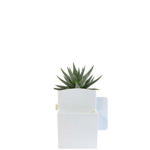 Végétal box plante