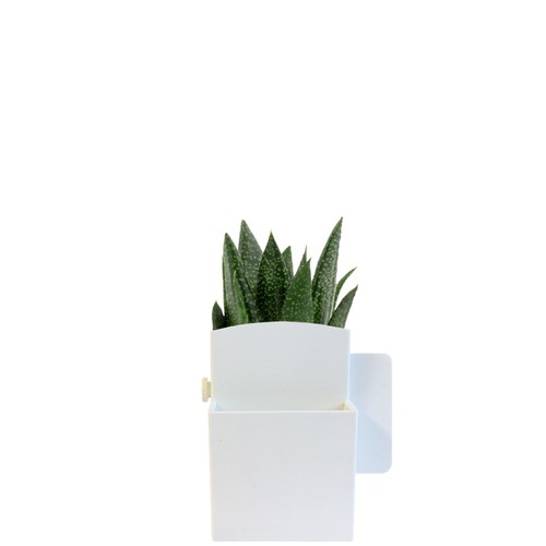 Végétal box plante