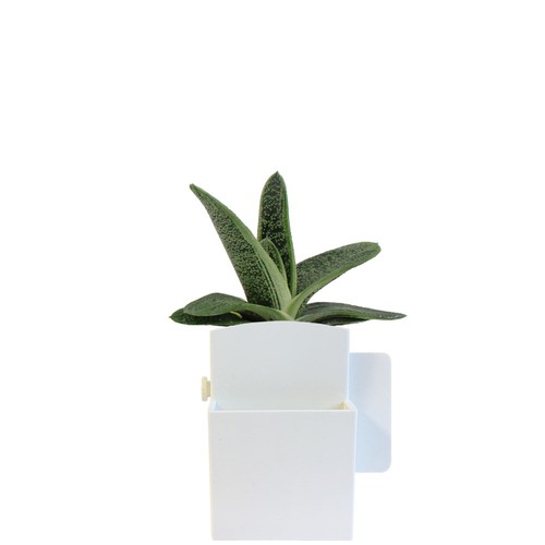 Végétal box plante