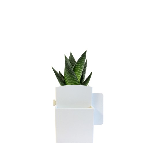 Végétal box plante