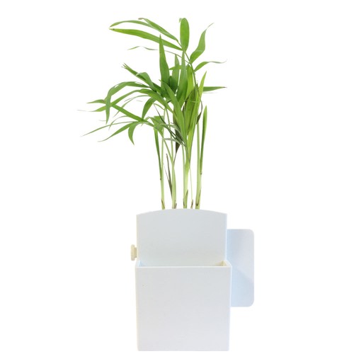 Végétal box plante