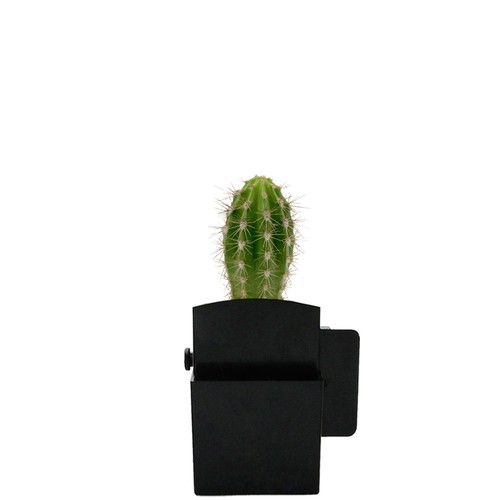 Végétal box plante