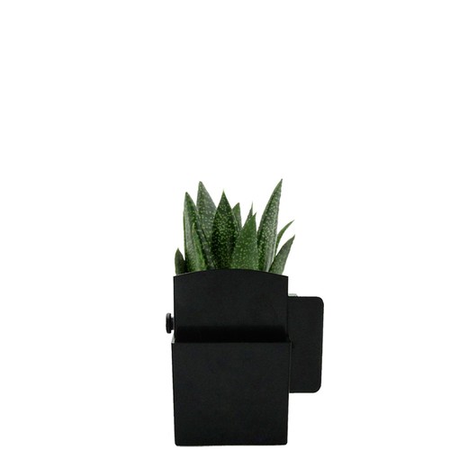 Végétal box plante
