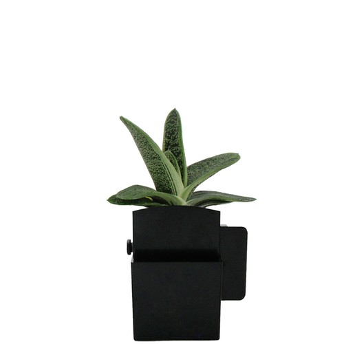Végétal box plante