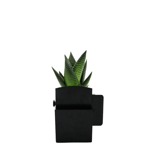 Végétal box plante