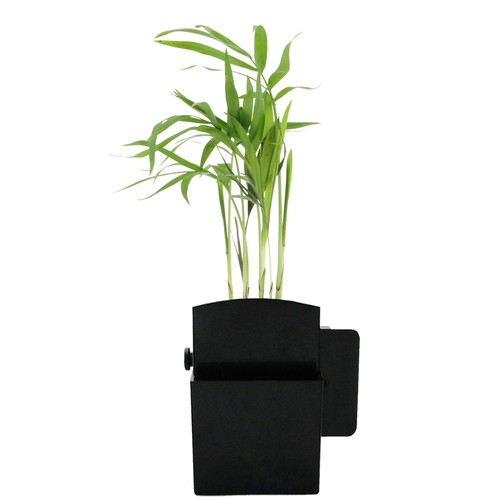 Végétal box plante